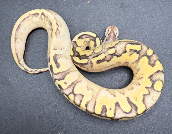 Pastel Sandblast Vanilla Ball Python by DCT Reptiles