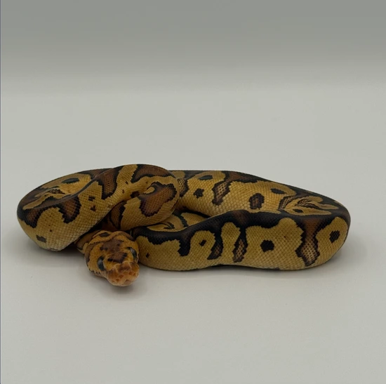 Fire Red Stripe Clown Ball Python by Drakovia Exotics