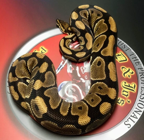 100 Het Clown Ball Python By D Jo S Ball Pythons