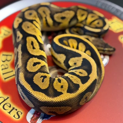 Leopard Pastel 100% Het Puzzle Ball Python - female for sale from D & Jo's Ball Pythons