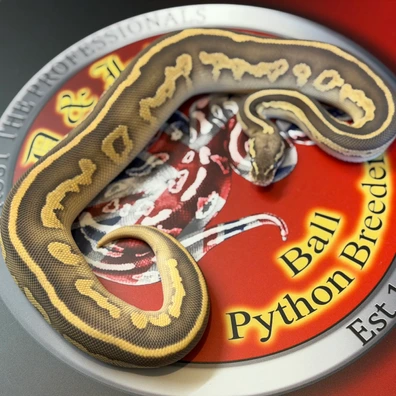 Blackhead Leopard Pastel Lesser 100% Het Puzzle Ball Python - male for sale from D & Jo's Ball Pythons