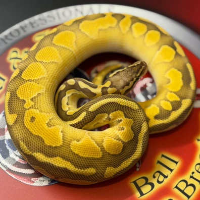 Lesser Pastel 100% Het Puzzle Ball Python - male for sale from D & Jo's Ball Pythons