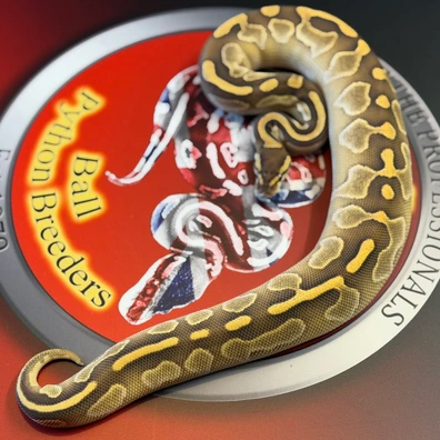 Blackhead Lesser Pastel 100% Het Puzzle Ball Python - female for sale from D & Jo's Ball Pythons