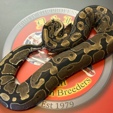 100% Het Tristripe Ball Python - female for sale from D & Jo's Ball Pythons