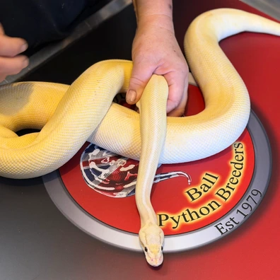 Freeway Combo Ball Python - male for sale from D & Jo's Ball Pythons