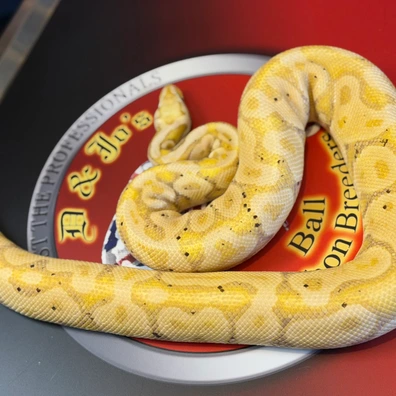 Coral Glow + Ball Python - male for sale from D & Jo's Ball Pythons