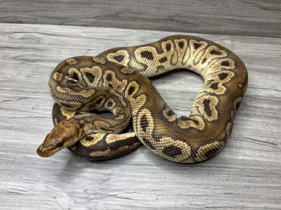 Hurricane Clown Ball Python by Twisted Matrix Morphs
