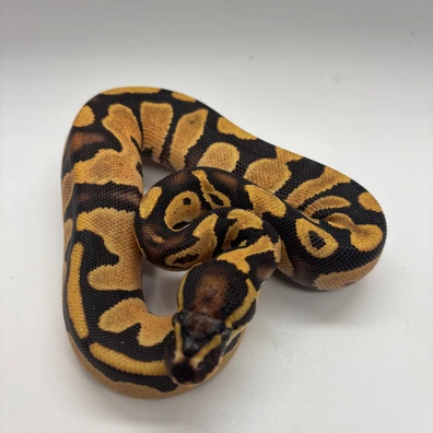 Od Chocolate Dh Ultramael Clown