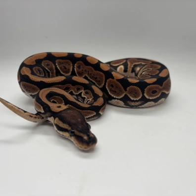 Black Pastel Spotnose Dh Dg Clown