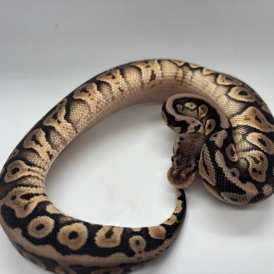 Pastel Fire Black Pastel Soptnose Dh Dg Clown