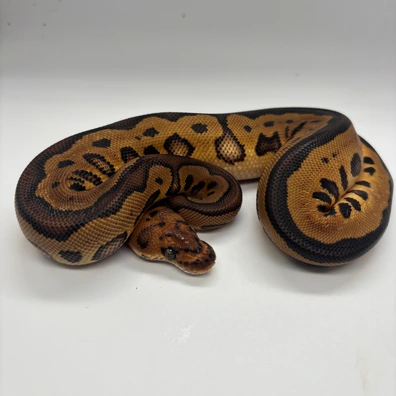 Leopard Cypress Clown Ph Hypo