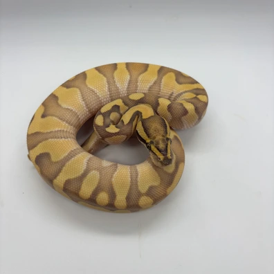 Enchi Lesser Dg Het Clown