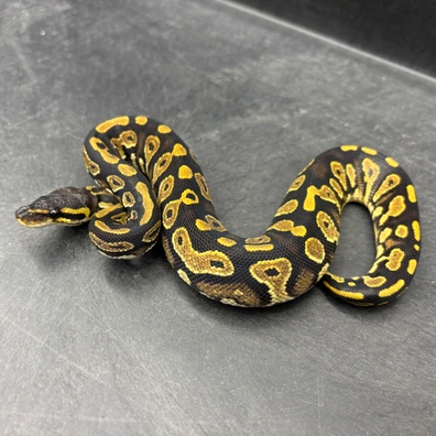 Blackhead Sugar Dh Ultramel Clown