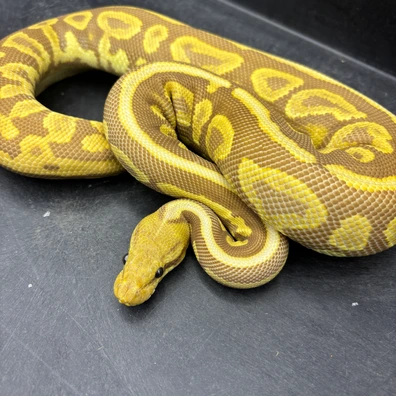 Cinnamon Spotnose Ultramel