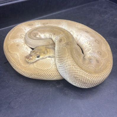 Mojave Redstripe Clown Ball Python - male for sale from Twisted Matrix Morphs