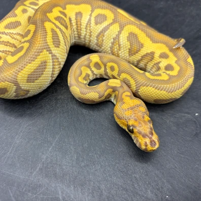 Hurricane Ultramel Clown Ball Python - male for sale from Twisted Matrix Morphs