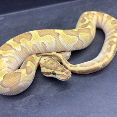 Enchi Fire Lesser Dh Ultramel Clown Ph G-stripe Ball Python - female for sale from Twisted Matrix Morphs