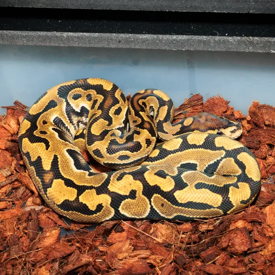 Puzzle Het Hypo Ball Python by Rubber City Royals LLC
