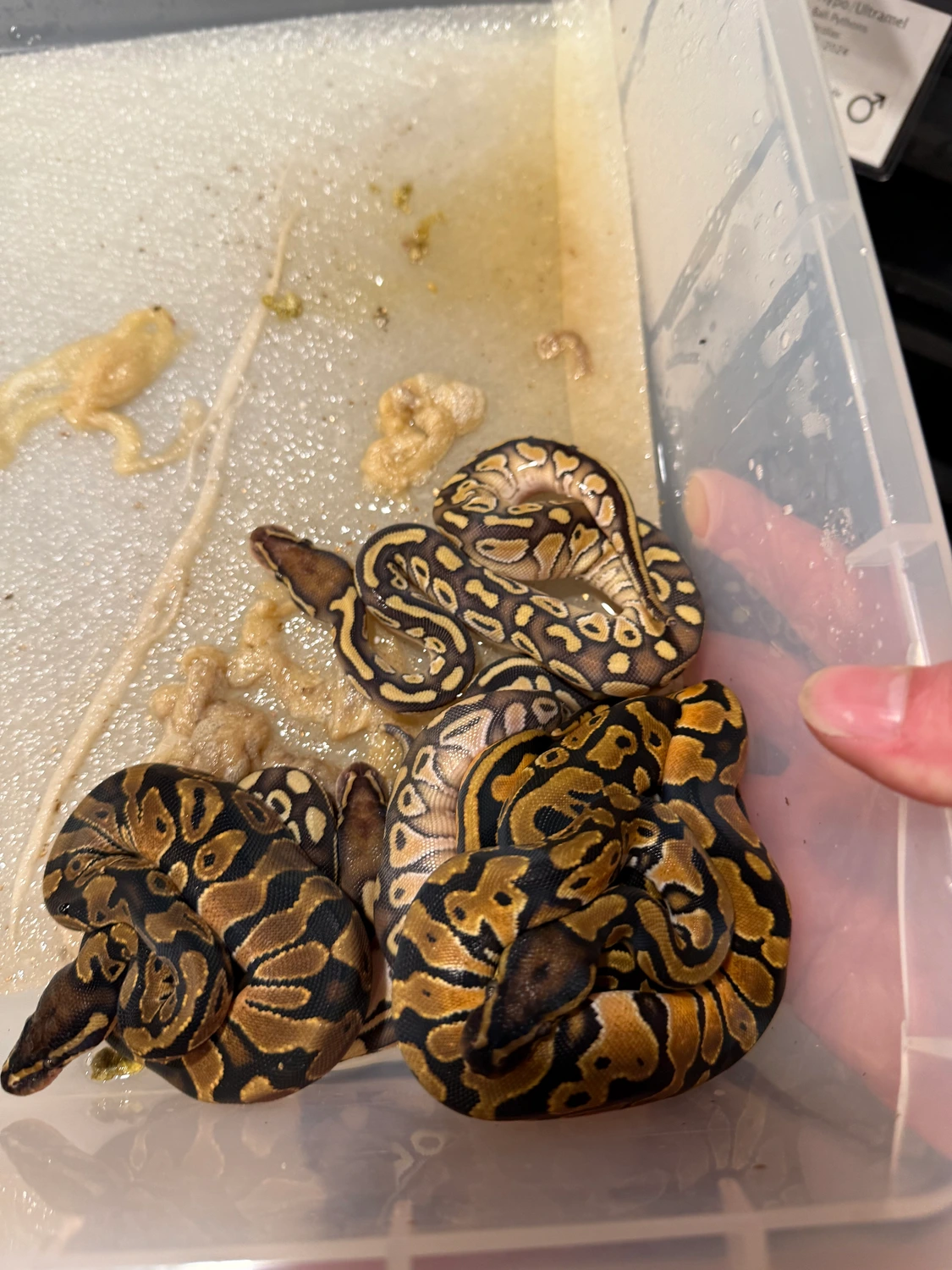 Ball Python Clutch: 2503 by Rubber City Royals LLC - MorphMarket