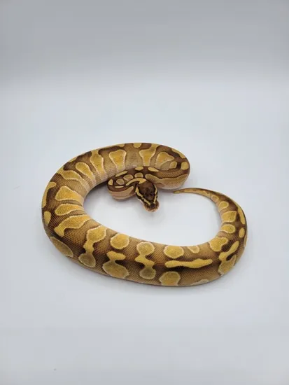 Butter Enchi Ball Python by Monroe Morphs LLC