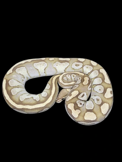 Butter Shredder Ball Python by Monroe Morphs LLC