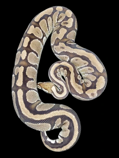 Fire Het Desert Ghost 50% Het Pied Ball Python by Monroe Morphs LLC