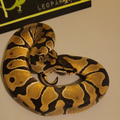 2025 Male Desert Ghost Ball Python - male for sale from DK Reptile Zoo