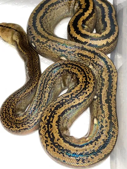 Golden Child Tiger 100% Het Purple Reticulated Python by Dna Slithers ...