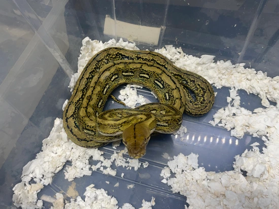 Marble Tiger Het Carmel/purple Reticulated Python by Dna Slithers ...