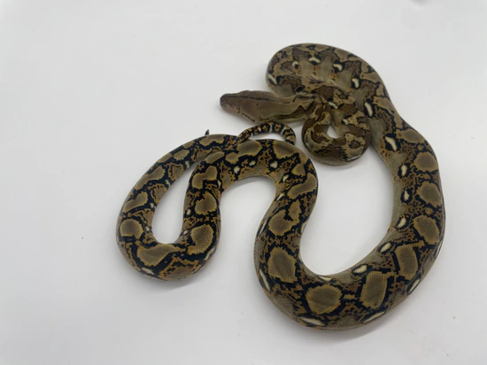 Normal Ph Anthrax Ghost Reticulated Python by Dna Slithers & Critters