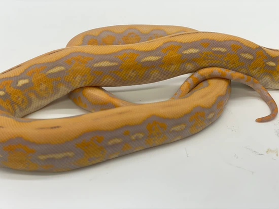 Lavender Albino Tiger Reticulated Python by Dna Slithers & Critters