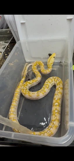 Renick Ghost Anthrax Reticulated Python by Dna Slithers & Critters