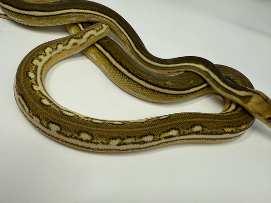 Anthrax Phantom Tiger Ph Purple Phase Reticulated Python by Dna ...