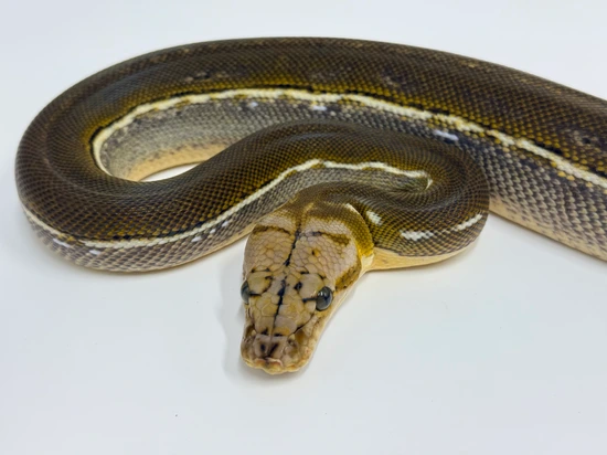 Anthrax Phantom Pos Het Purple Reticulated Python by Dna Slithers ...