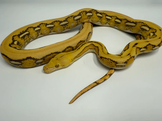 Mochino Lemonglow Tiger Reticulated Python by Dna Slithers & Critters