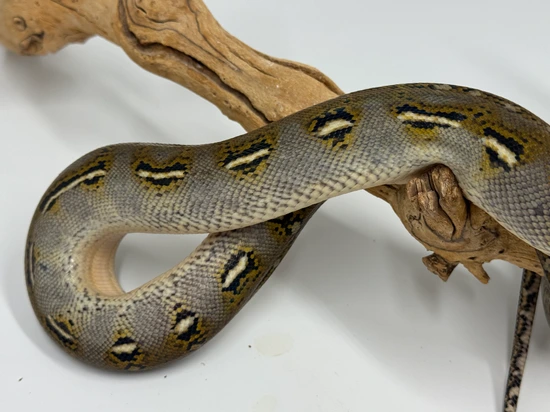 Anthrax 💯 Het Ghost Reticulated Python by Dna Slithers & Critters