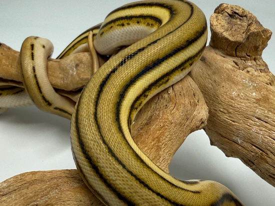 Super Tiger Ph Anthrax Ogs Reticulated Python by Dna Slithers & Critters