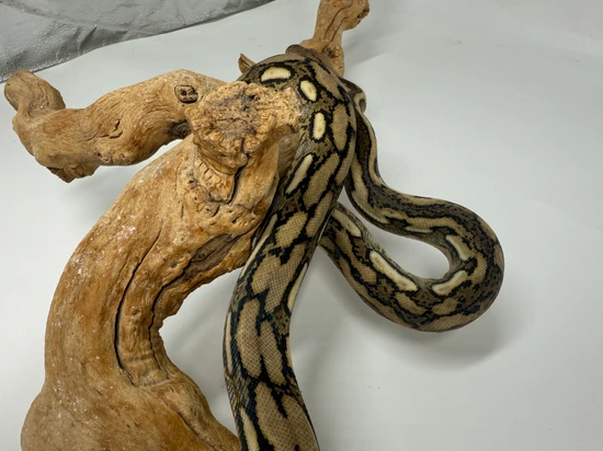 Tiger Th Ogs Anthrax Blond Reticulated Python by Dna Slithers & Critters