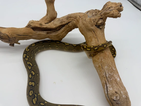 50% Southern Bantaeng Sulawesi Phantom Sunfire Reticulated Python by ...