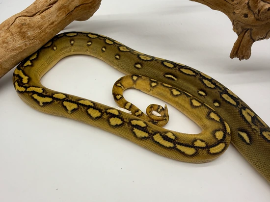 50% Southern Bantaeng Sulawesi Sunfire Phantom Reticulated Python by ...