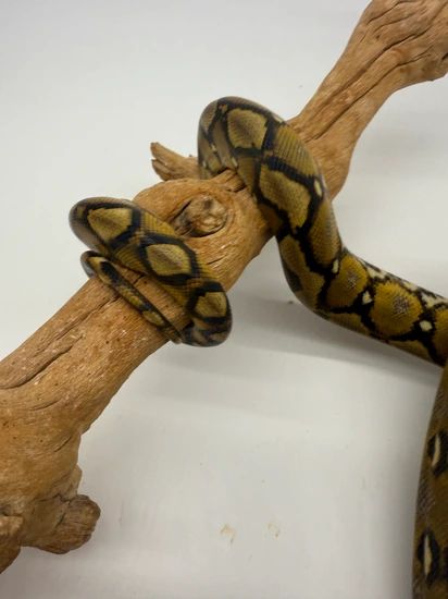 50% Southern Bantaeng Sulawesi Sunfire Reticulated Python by Dna ...