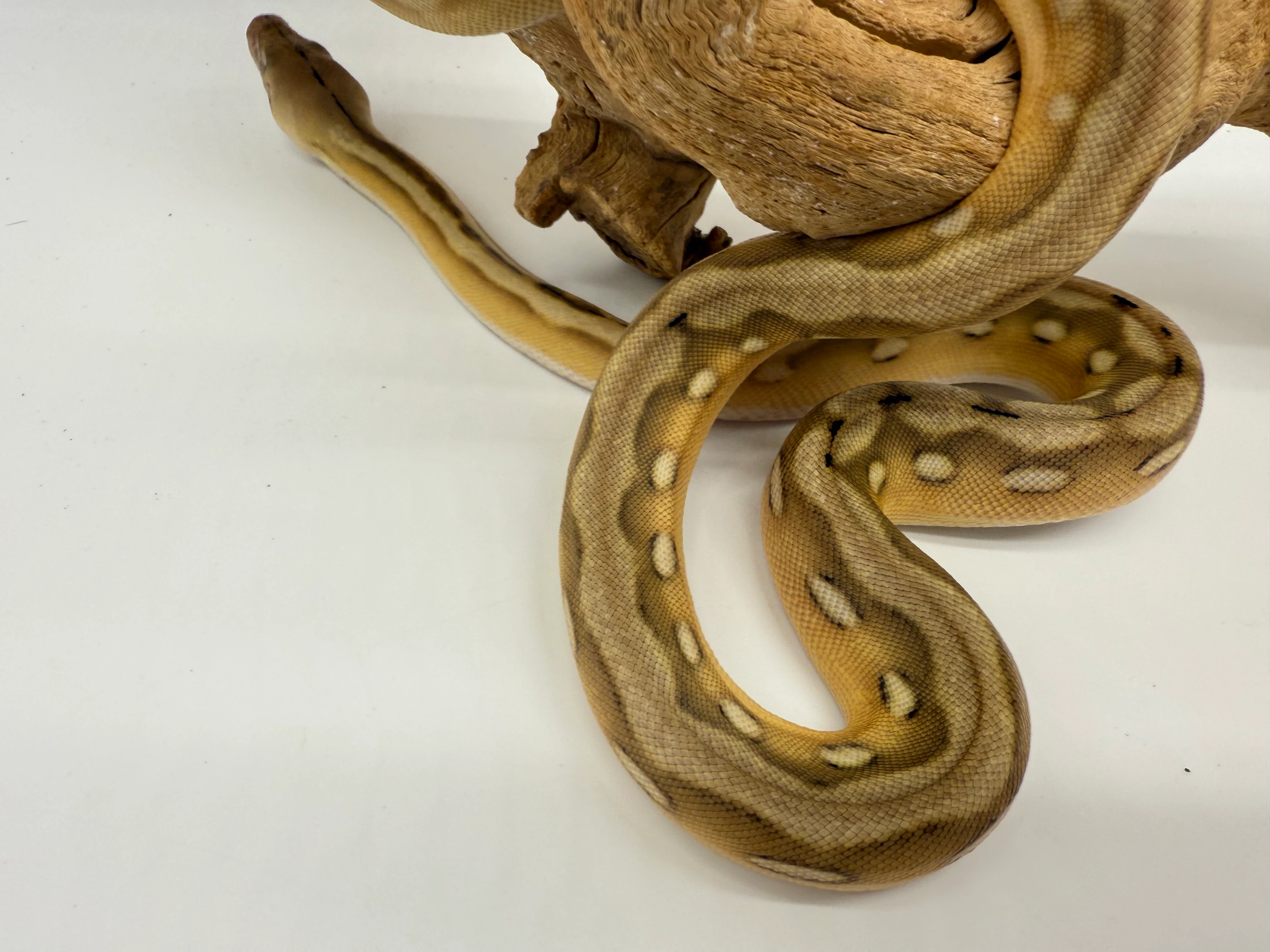 20250915021032.27-IMG_4836-