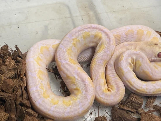 50% Kalatoa 6.25 Jampea White Phase Snow Motley Tiger Reticulated ...