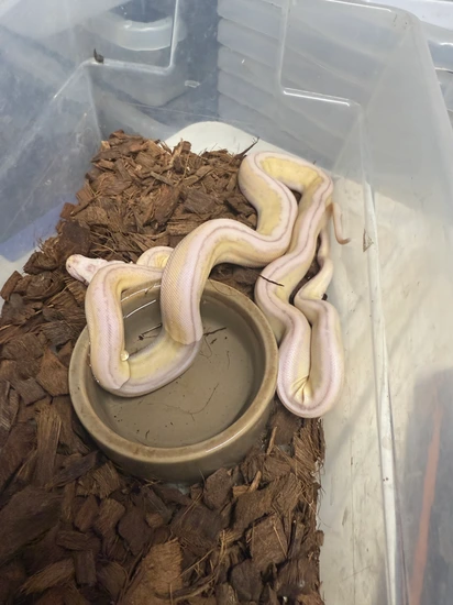 50% Kalatoa 6.25 Jampea Lavender Snow Motley Tiger Reticulated Python ...