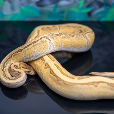 Orange Dream Enchi Pinstripe Yellowbelly Het Sunset