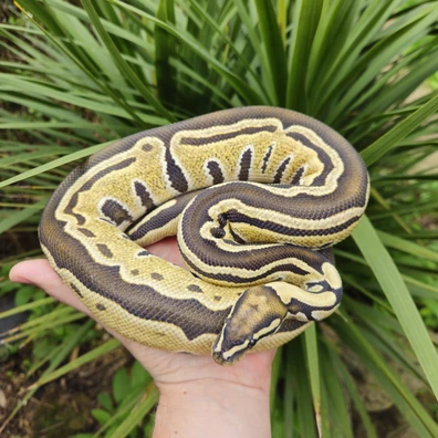 Dg Tri Stripe Ball Python - male for sale from Resolution_Royals