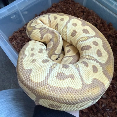 Ultramel Clown Ball Python - male for sale from Resolution_Royals