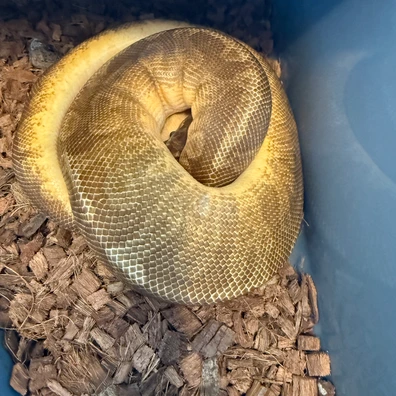 Yb Sunset Het Clown Ball Python - male for sale from Resolution_Royals