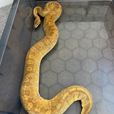 Od Sunset Ball Python - female for sale from Resolution_Royals