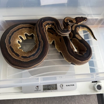 Tristripe Het Dg Ball Python - female for sale from Resolution_Royals